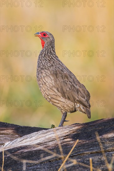 Swainson's spurfowl (Francolinus swainsonii)