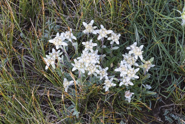 Alpine Edelweiss (Leontopodium nivale)