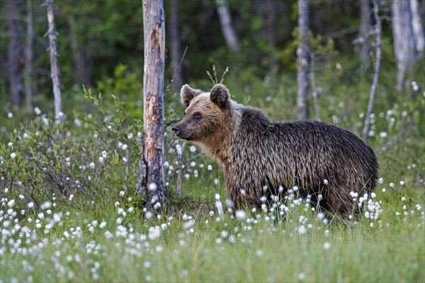 Brown bear (Ursus arctos) in woollen grass