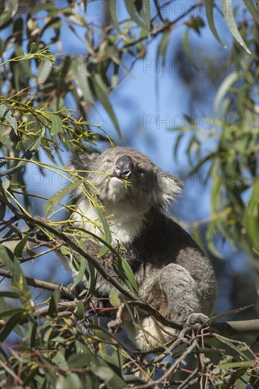 Koala (Phascolarctos cinereus) adult animal feeding in a Eucalyptus tree