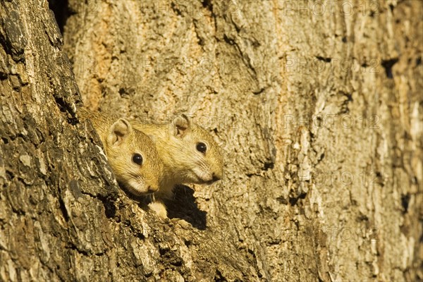 Tree Squirrel (Paraxerus cepapi)