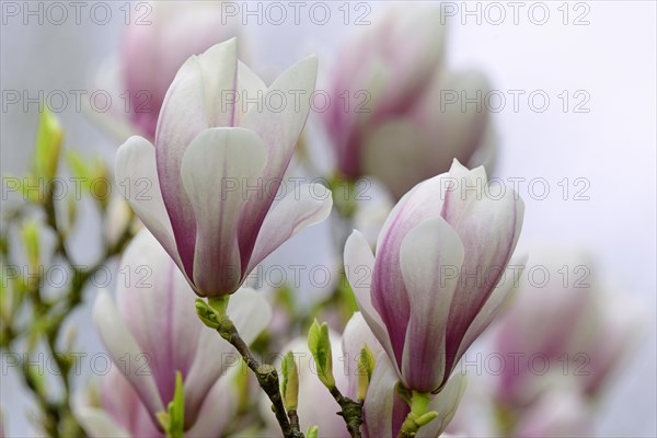 Chinese Magnolia (Magnolia x soulangeana)