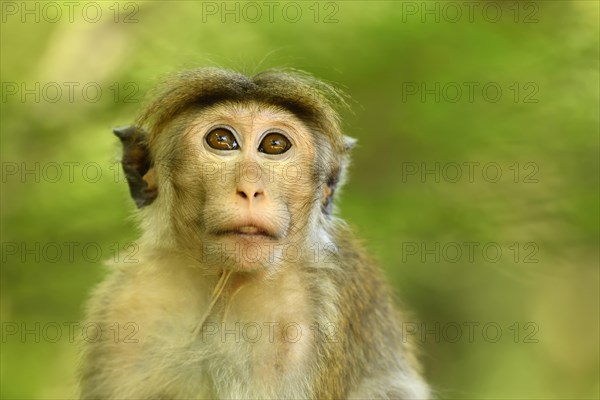 Toque macaque (Macaca sinica)