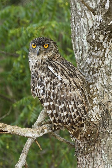 Brown Fish Owl (Bubo zeylonensis)