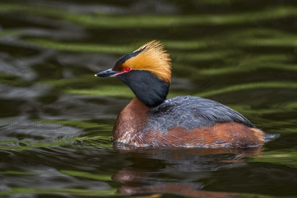 Horned Grebe (Podiceps auritus)