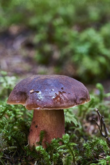 Dotted stem bolete (Neoboletus erythropus)