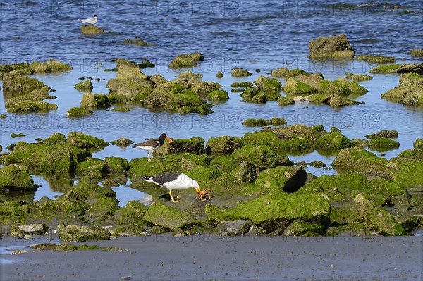 Kelp Gull (Larus dominicanus) eats crab