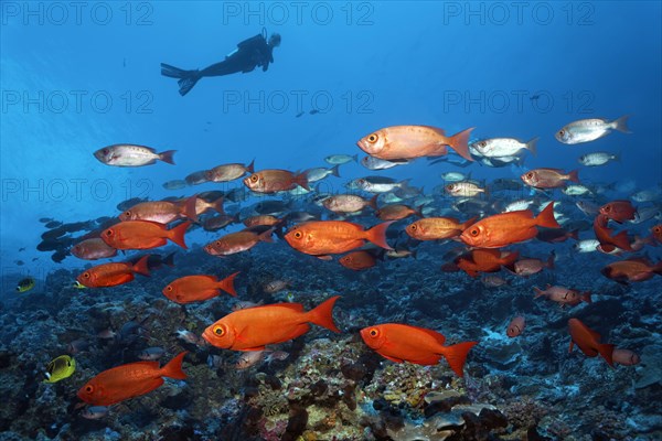 Diver watches swarm Common Bigeyes (Priacanthus hamrur)