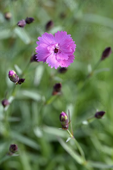 Wood pink (Dianthus sylvestris)