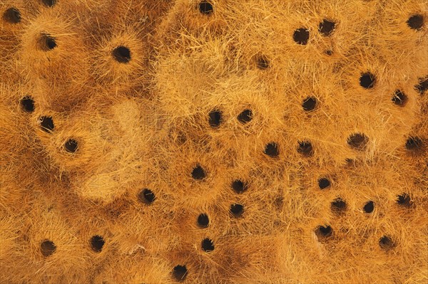 Detail of a communal nest of Sociable Weavers (Philetairus socius) with its numerous chambers