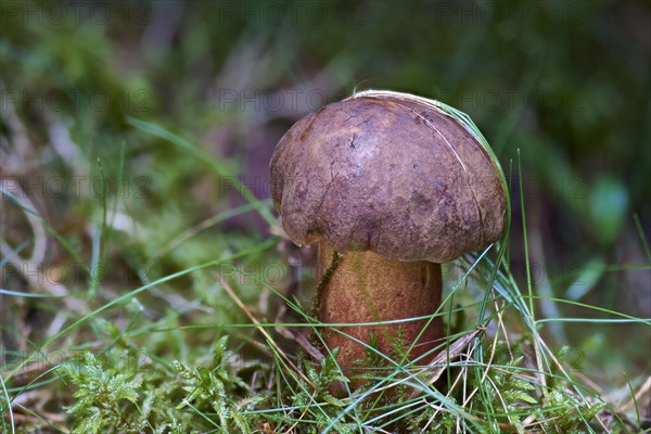 Dotted stem bolete (Neoboletus erythropus)