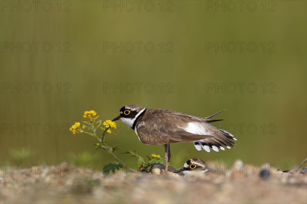 Little ringed plover (Charadrius dubius)