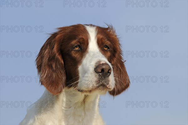 Irish Red and White Setter