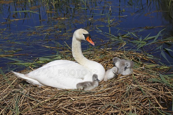 Mute swan (Cygnus olor) with chicks on nest