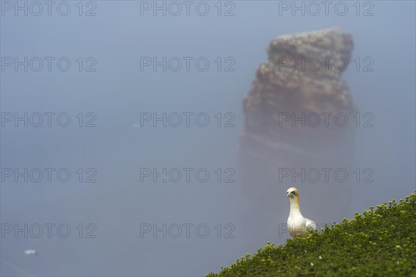 Northern gannet (Morus bassanus)