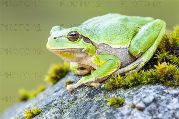 European tree frog (Hyla arborea)