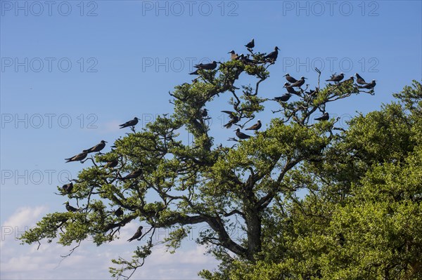 Lava gulls (Larus fuliginousus) on a tree