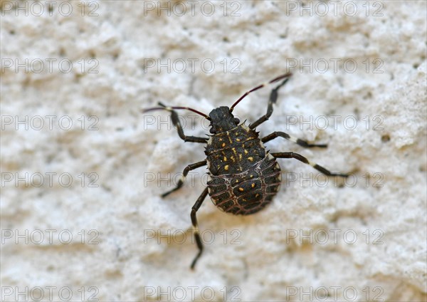 Brown marmorated stink bug (Halyomorpha halys)