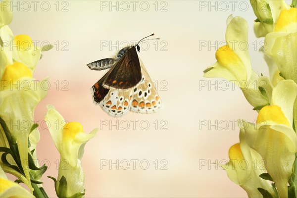 Common blue butterfly