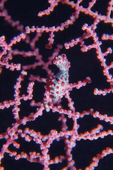 Pygmy seahorse (Hippocampus bargibanti)