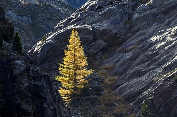 Larch in autumn