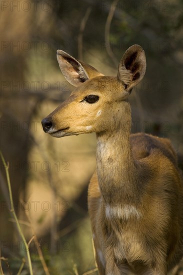 Bushbuck (Tragelaphus scriptus)