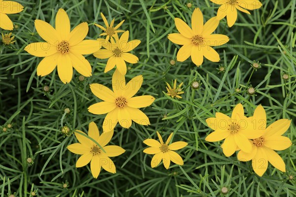 Whorled-leaved tickseed (Coreopsis verticillata)