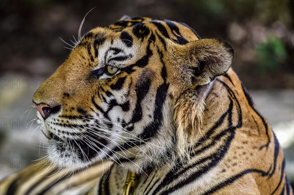 Tiger (Panthera tigris)