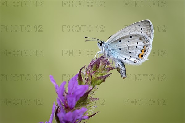 Short-tailed blue Cupid (Cupido argiades)