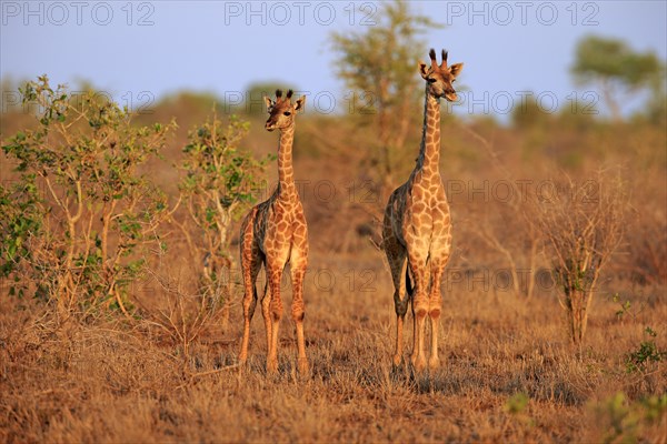 Southern giraffes (Giraffa camelopardalis giraffa)