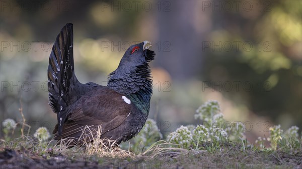 Western capercaillie (Tetrao urogallus)