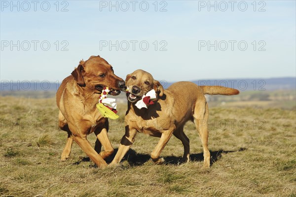 Labrador Retriever