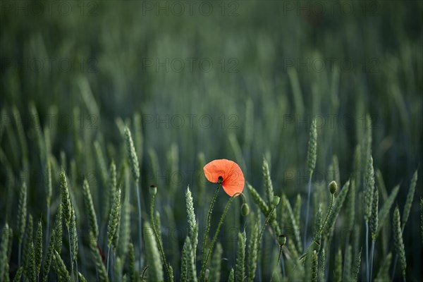 Corn poppy (Papaver rhoeas) in Weizenfeld