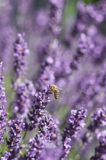 Honeybee (Apis sp.) on lavender (Lavandula) flower