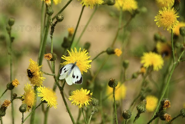 Small cabbage white butterfly (Pieris rapae) is sitting on Groundsel (Senecio vulgaris)