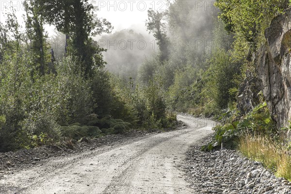 Gravel road in temperate rainforest with fog