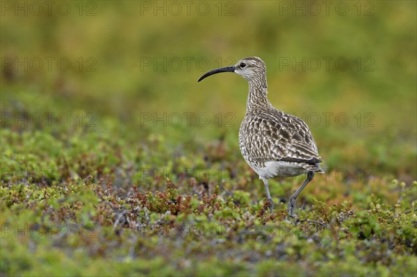 Whimbrel (Numenius phaeopus)