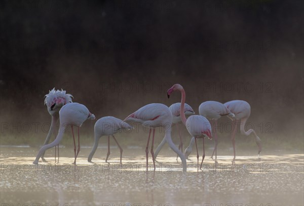 Greater Flamingo (Phoenicopterus roseus)