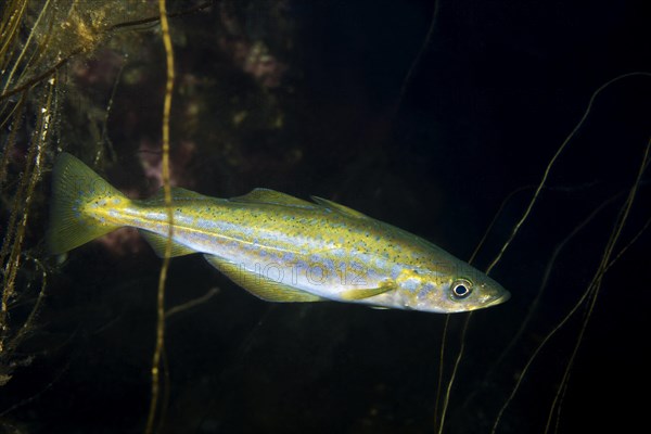 Atlantic Pollock or European Pollock (Pollachius pollachius)