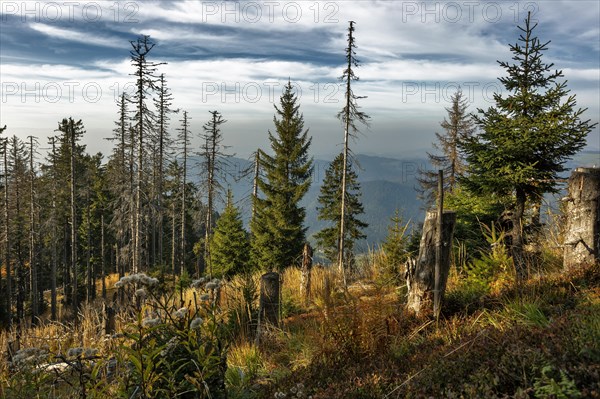 Dead Spruces (Picea)