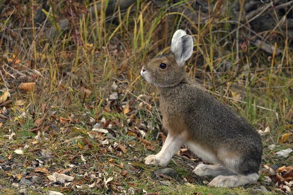 Snowshoe hare (Lepus americanus) in summer fur
