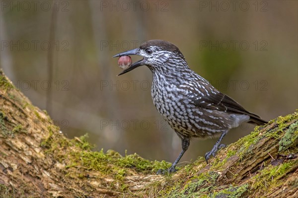 Spotted nutcracker (Nucifraga caryocatactes) with hazelnut