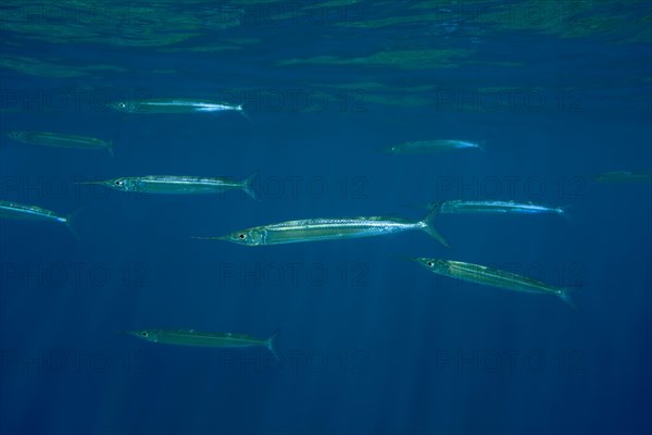 Red Sea Halfbeak (Hyporhamphus gamberur) swim in blue water