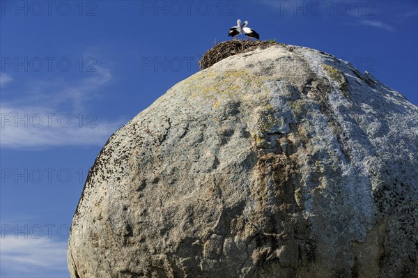 White storks (Ciconia ciconia)