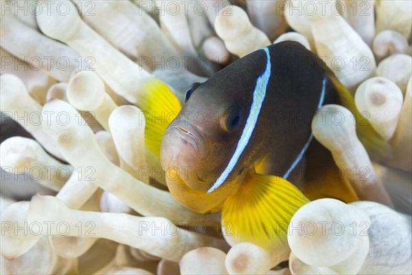 Red Sea Anemonefish (Amphiprion bicinctus) hiding in White albinism Bubble anemone (Entacmaea quadricolor)