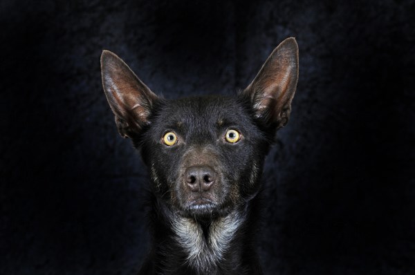 Australian Kelpie