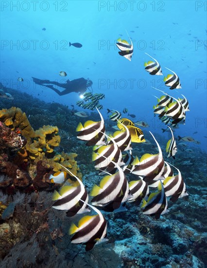 Diver watches swarm Pennant coralfish (Heniochus acuminatus)