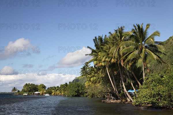 Coast with dense vegetation near Taurita