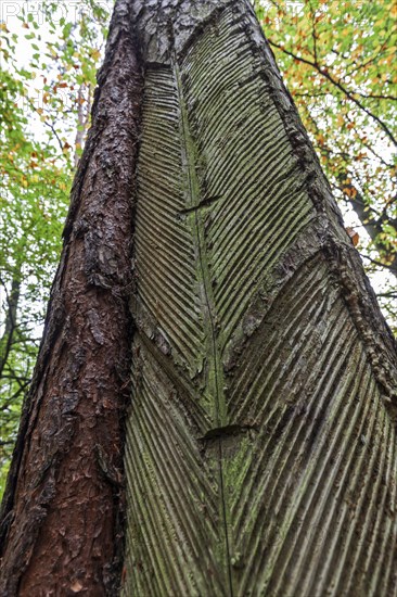 Pine (Pinus) with resin extraction until 1990