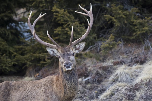 Red deer (Cervus elaphus)